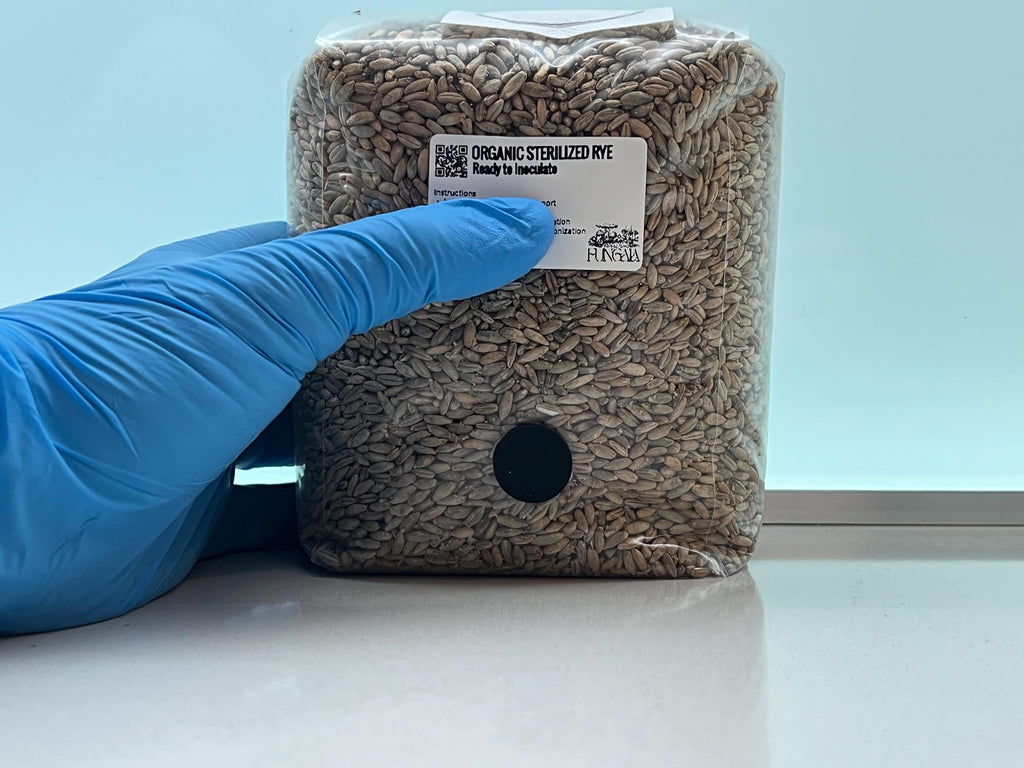 Segale Bio 1kg/2kg Sterilizzata Autoclave • Spawn Funghi Pleurotus Shiitake