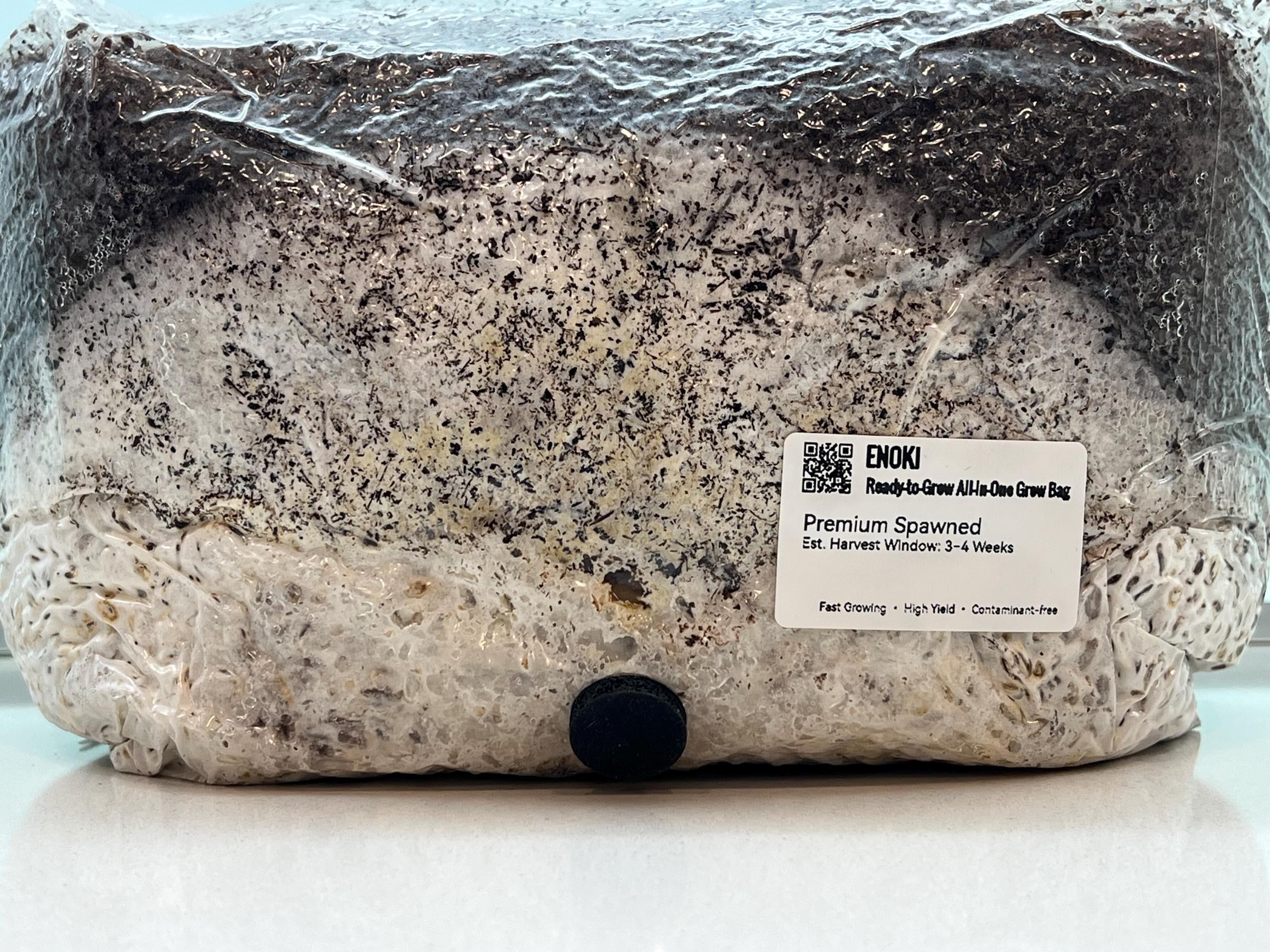 Enoki 2KG+ Active Mycelium Visible | Pre-Colonized Organic Bag | Ready to Fruit | Sterile Substrate