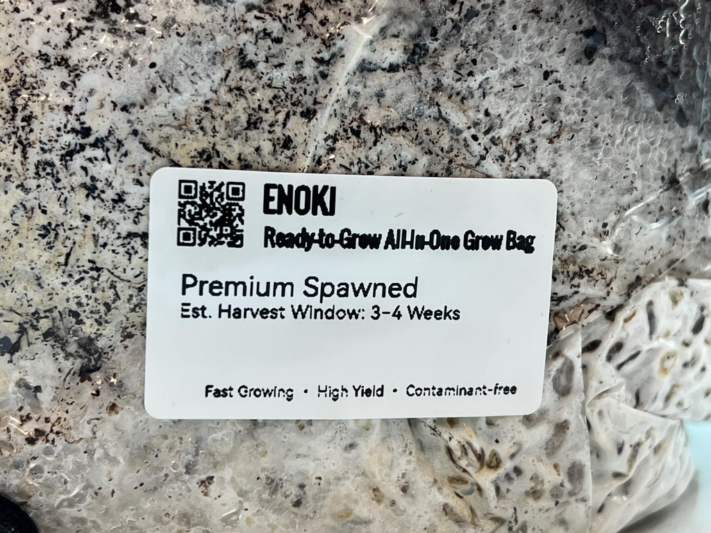 Enoki 2KG+ Active Mycelium Visible | Pre-Colonized Organic Bag | Ready to Fruit | Sterile Substrate