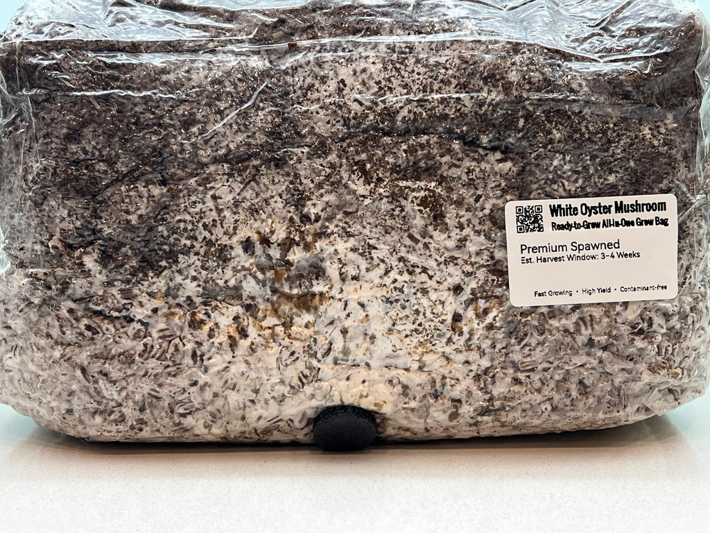 Grow Bag 2KG Fungo Ostrica Bianco Inoculata | Micelio Vivo Visibile | Substrato Bio Sterile