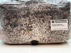 Grow Bag 2KG Fungo Ostrica Bianco Inoculata | Micelio Vivo Visibile | Substrato Bio Sterile
