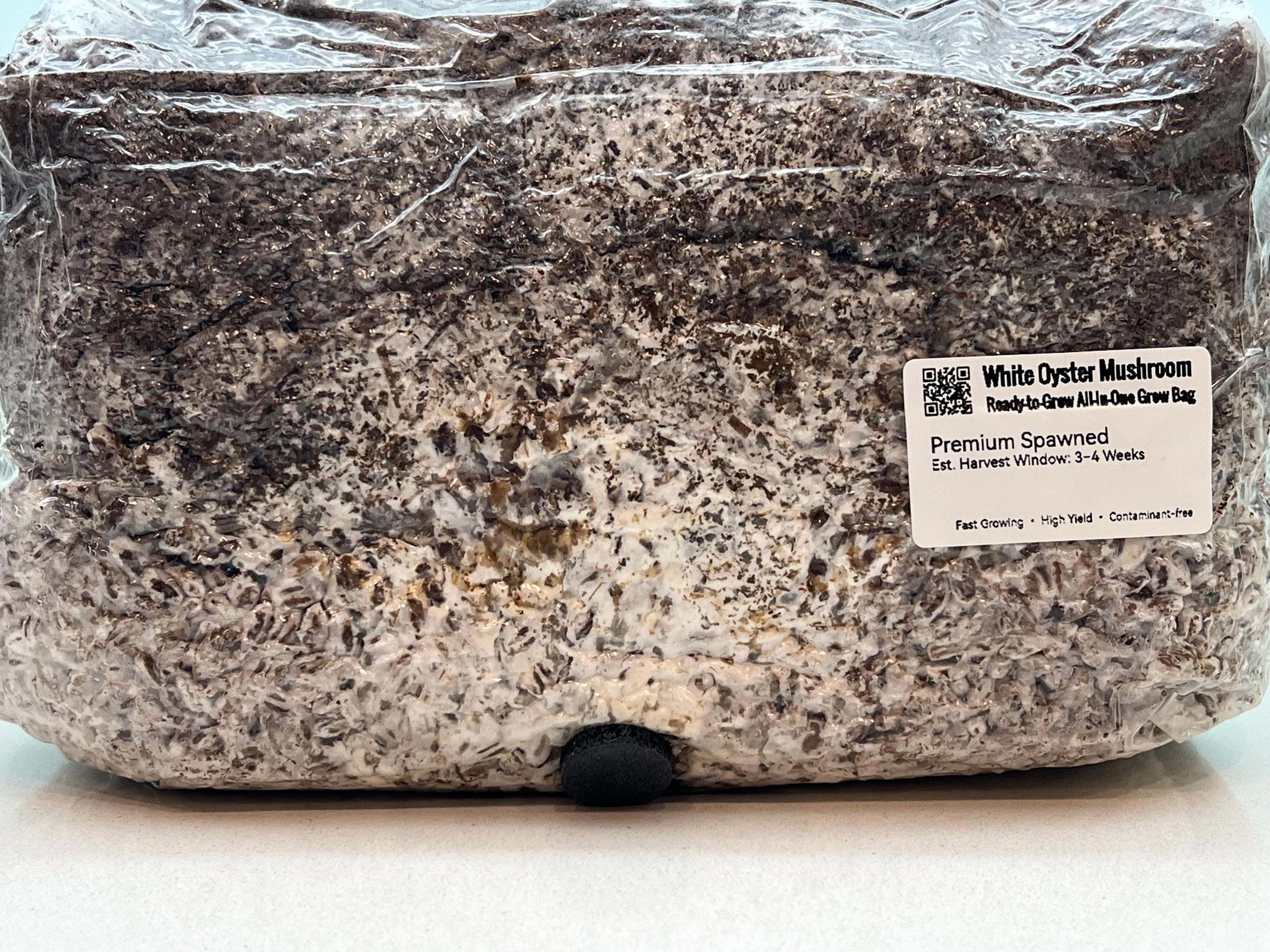 Grow Bag 2KG Fungo Ostrica Bianco Inoculata | Micelio Vivo Visibile | Substrato Bio Sterile