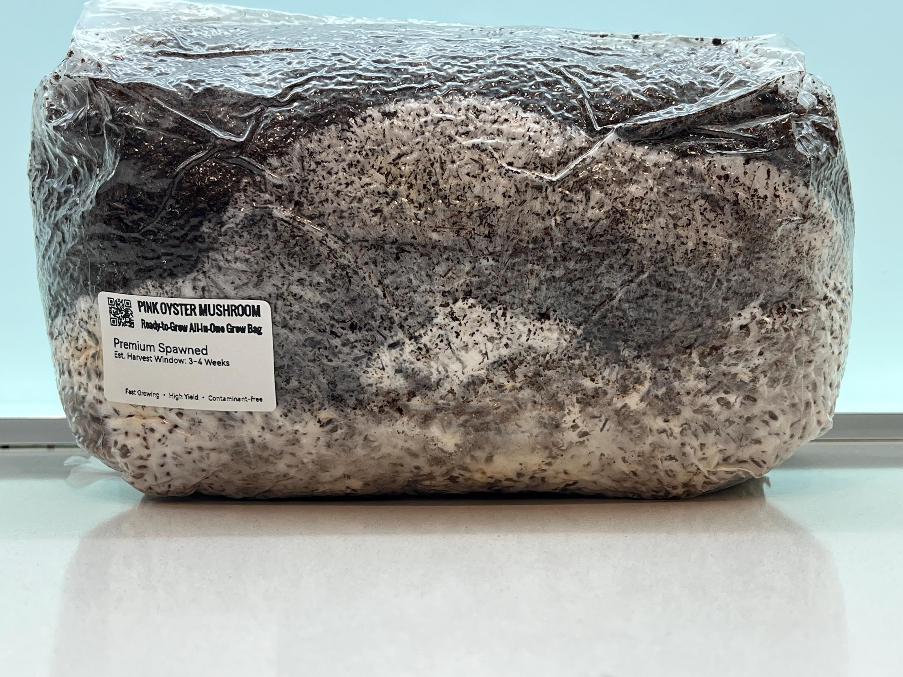 Pre-Inoculata Pink Oyster All-In-One Grow Bag 2KG+ | Micelio Attivo Visibile | Substrato Bio | Zero Contaminazioni