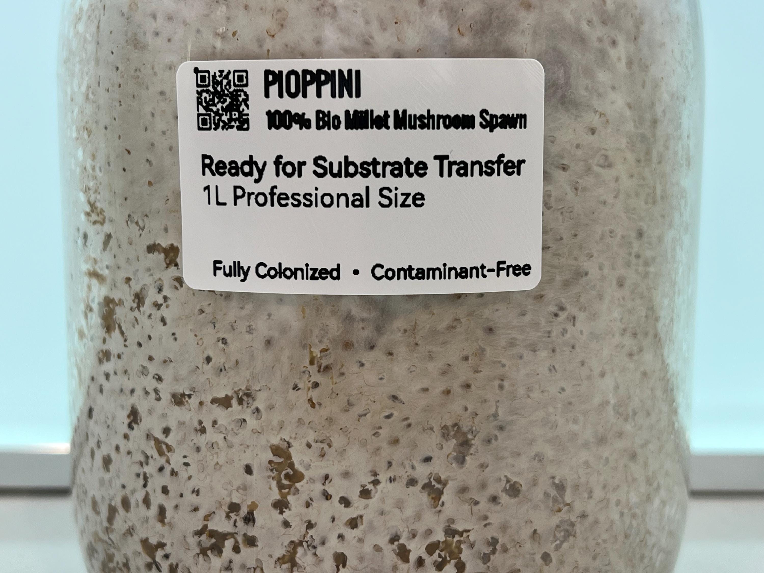 Spawn Pioppino 1L Miglio Bio | Agrocybe aegerita Pronto
