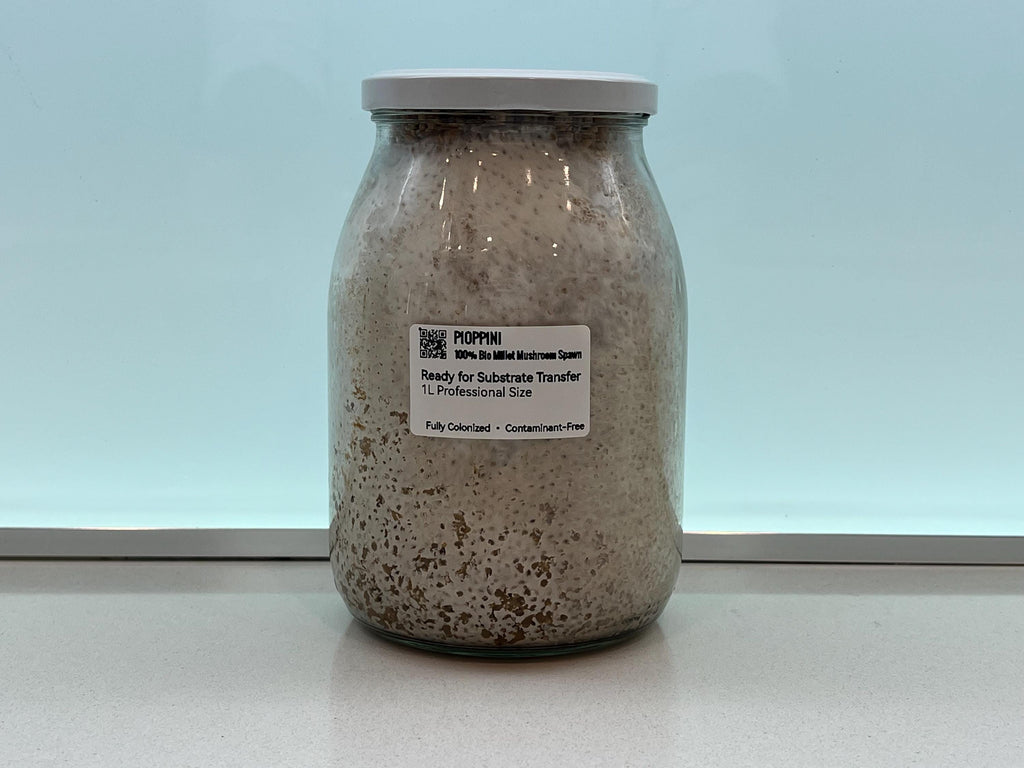 Spawn Pioppino 1L Miglio Bio | Agrocybe aegerita Pronto