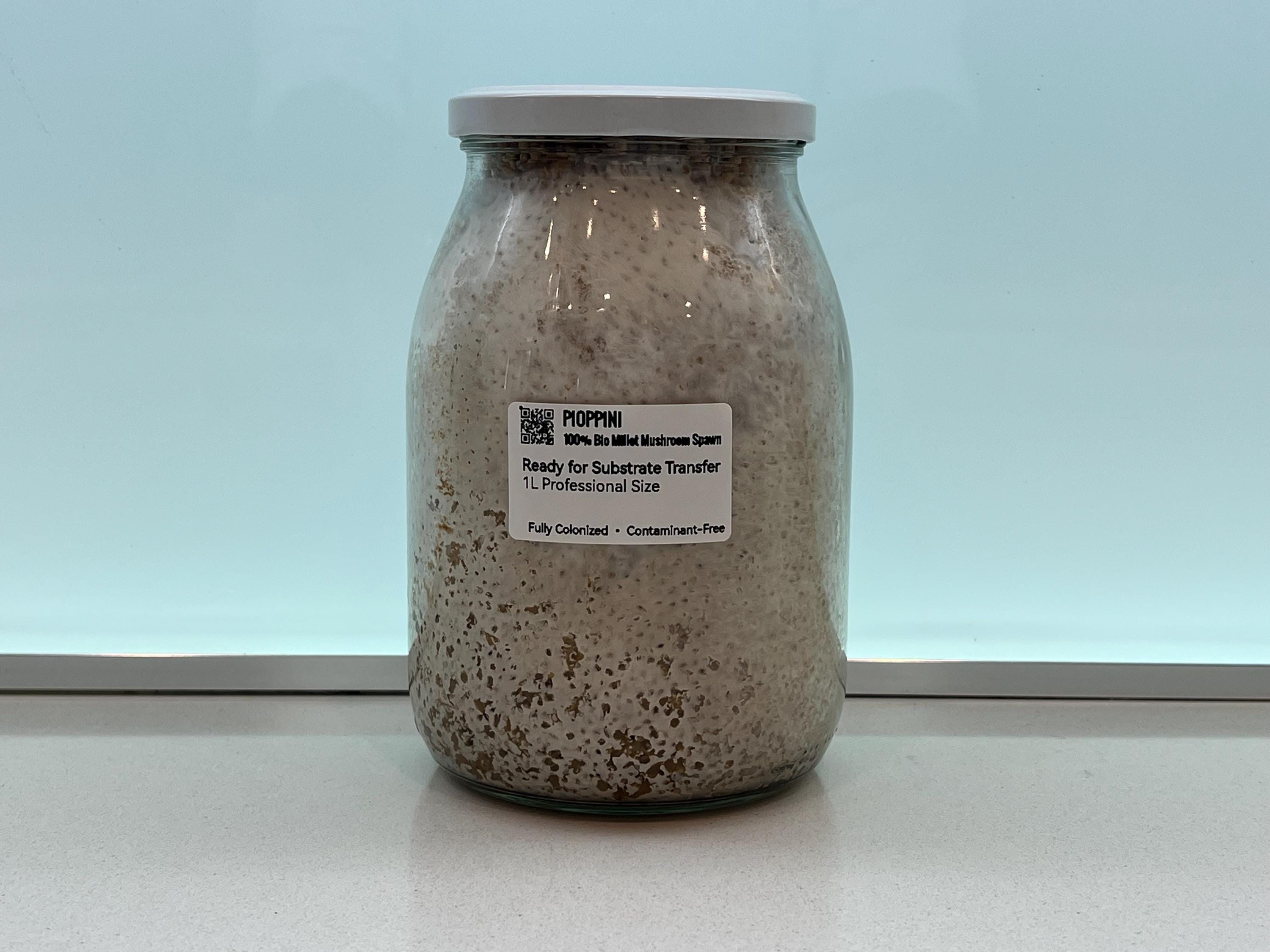 Spawn Pioppino 1L Miglio Bio | Agrocybe aegerita Pronto