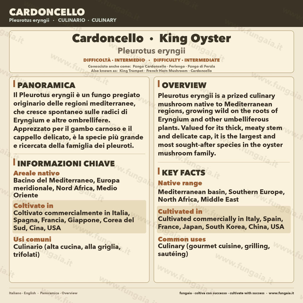 Cardoncello Liquid Culture (10ml) - Gourmet Mushroom Mycelium