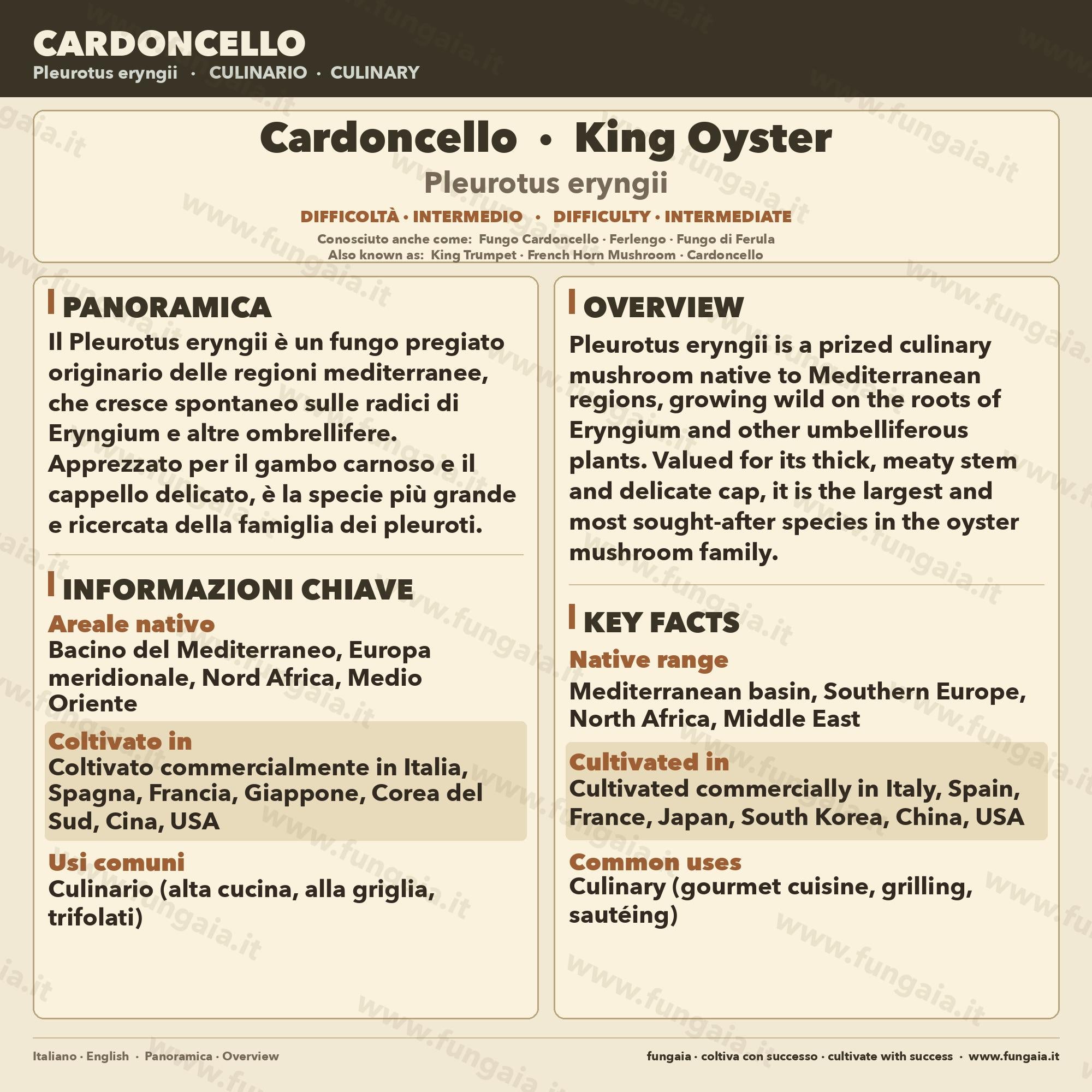 Cardoncello Liquid Culture (10ml) - Gourmet Mushroom Mycelium