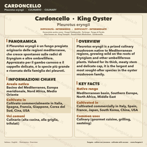 Coltura Liquida Cardoncello King Trumpet 10ml - Micelio Funghi