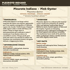 Pleurotus djamor Liquid Culture 10ml – Pink Oyster Mushroom Mycelium Professional Grade Italy