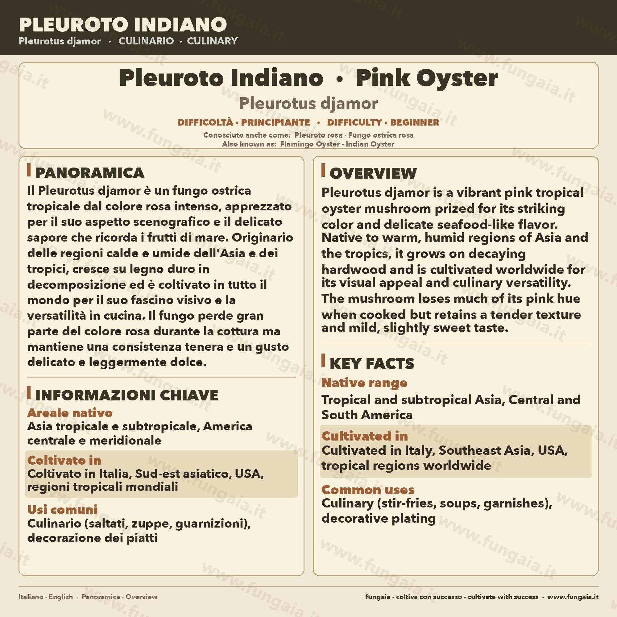 Pleurotus djamor Liquid Culture 10ml – Pink Oyster Mushroom Mycelium Professional Grade Italy