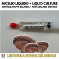 Shiitake Nuova Zelanda Coltura Liquida Micelio Vivo 10ml