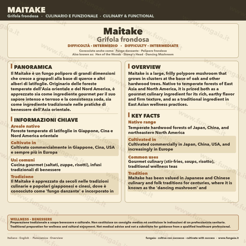 Maitake Micelio Vivo 10ml Coltura Liquida Grado Laboratorio Grifola Frondosa Inoculo Professionale Genetica Selezionata