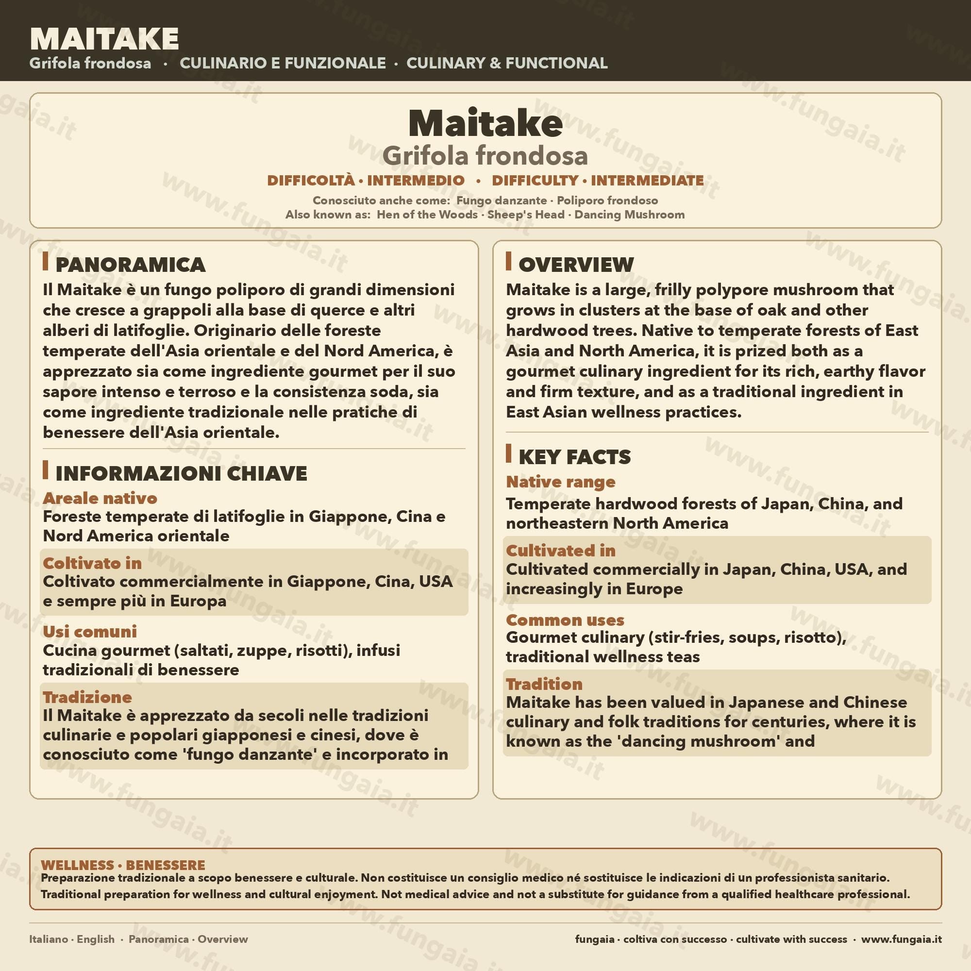 Maitake Micelio Vivo 10ml Coltura Liquida Grado Laboratorio Grifola Frondosa Inoculo Professionale Genetica Selezionata