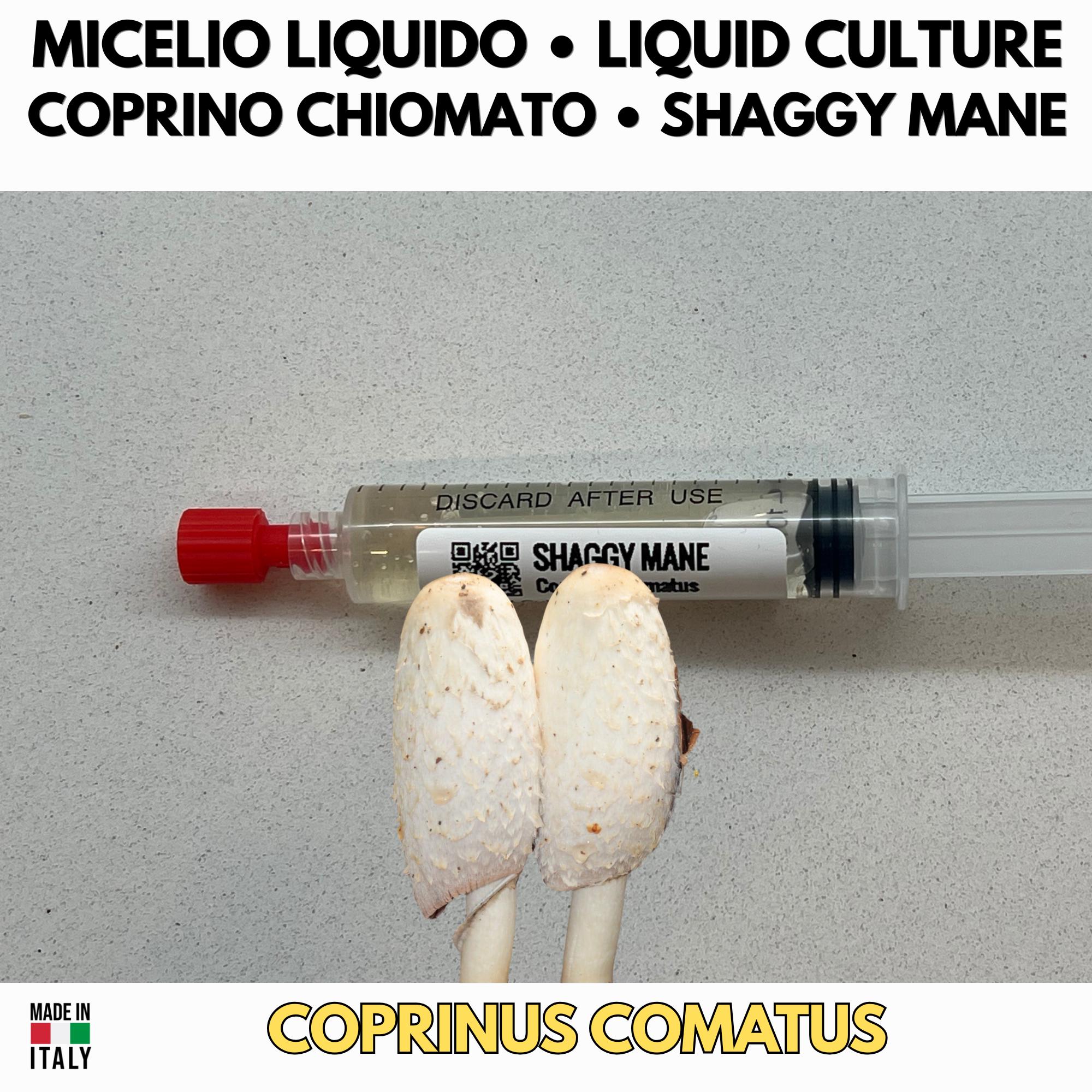 Coprino Chiomato Coltura Liquida Micelio Vivo 10ml Coprinus Comatus
