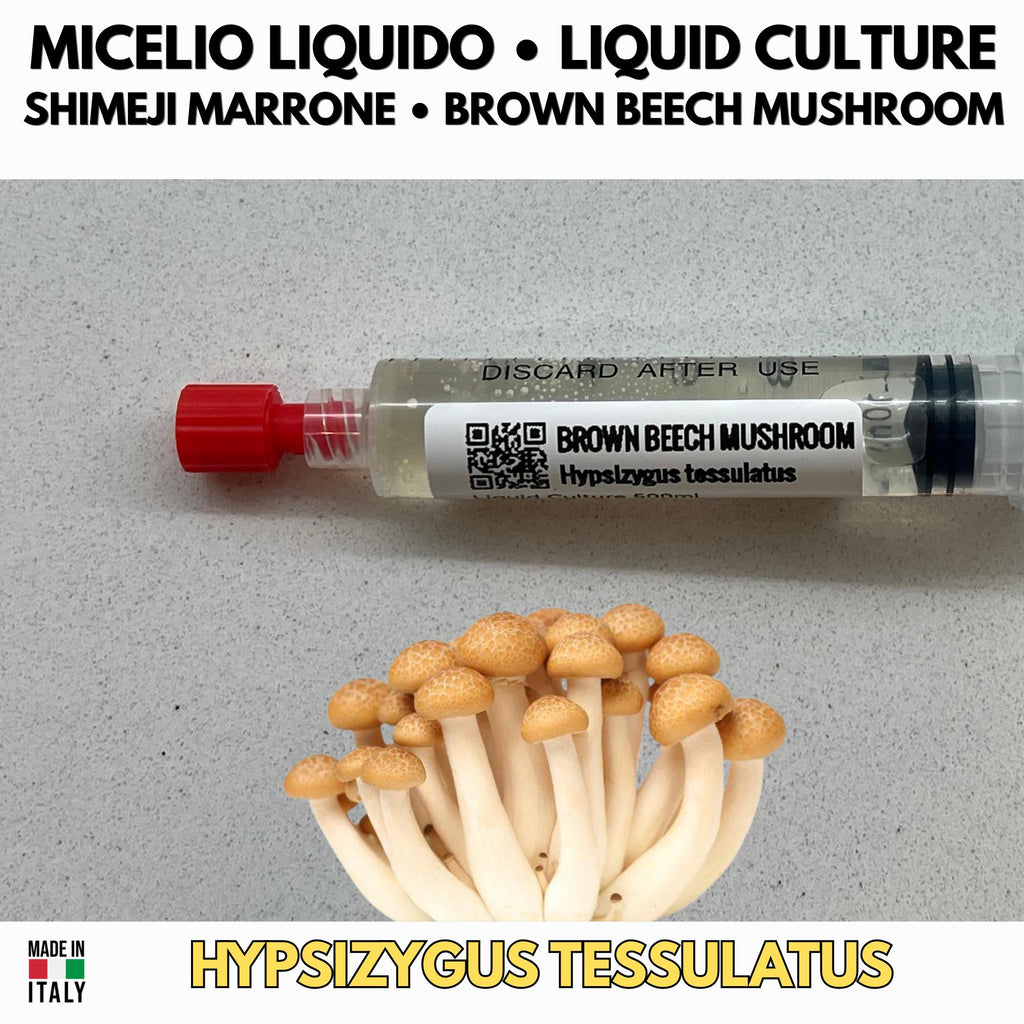 Shimeji Bianco Coltura Liquida 10ml Micelio Vivo Hypsizygus