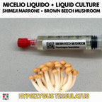 Shimeji Bianco Coltura Liquida 10ml Micelio Vivo Hypsizygus