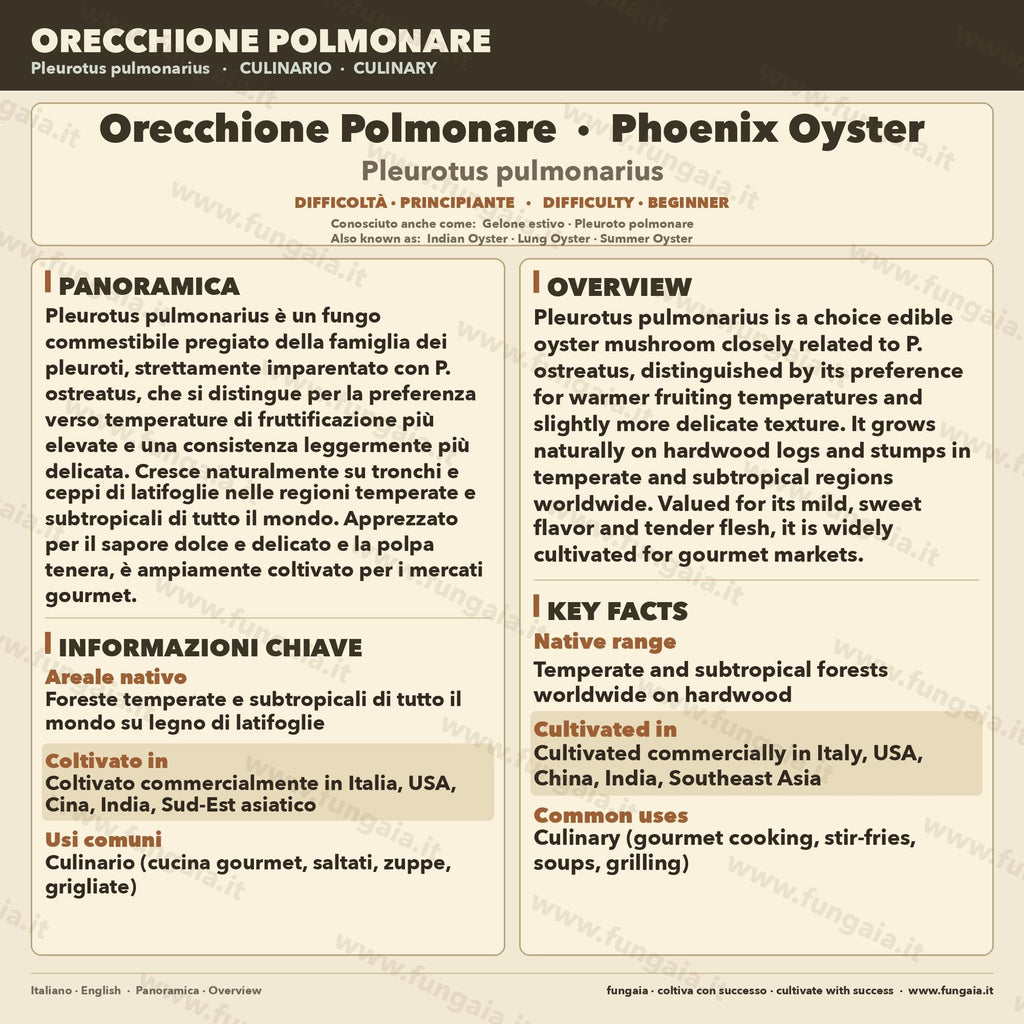 Pleurotus pulmonarius Liquid Culture 10ml – Phoenix Oyster Gourmet Mushroom Mycelium Made in Italy