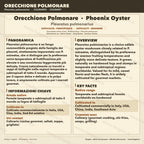 Pleurotus pulmonarius Liquid Culture 10ml – Phoenix Oyster Gourmet Mushroom Mycelium Made in Italy