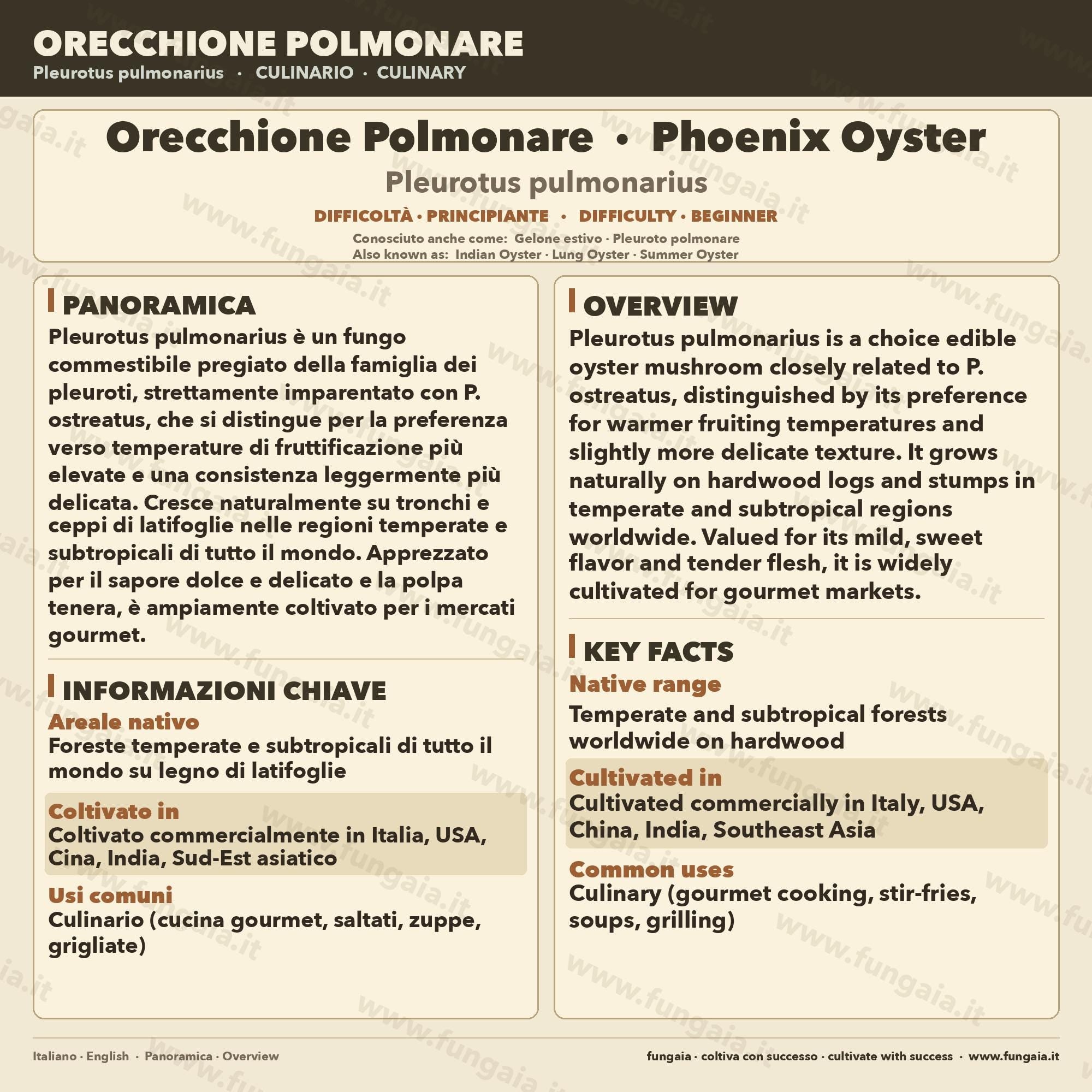 Pleurotus pulmonarius Liquid Culture 10ml – Phoenix Oyster Gourmet Mushroom Mycelium Made in Italy