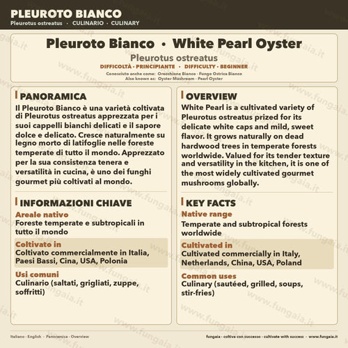 Black Pearl Oyster Micelio Liquido 10ml - Pleurotus ostreatus x eryngii
