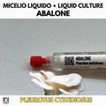 Abalone Micelio Vivo 10ml Coltura Liquida Grado Laboratorio Pleurotus Cystidiosus Inoculo Professionale Genetica Selezionata