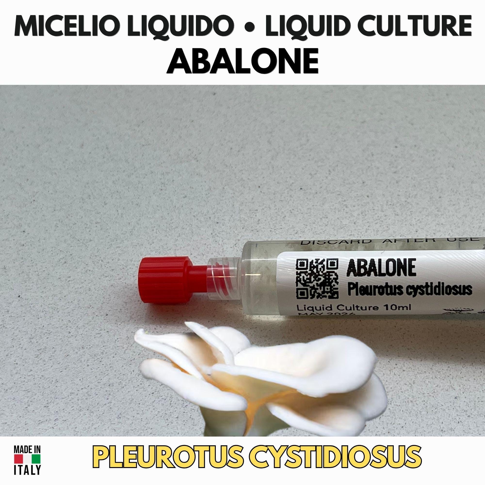 Abalone Micelio Vivo 10ml Coltura Liquida Grado Laboratorio Pleurotus Cystidiosus Inoculo Professionale Genetica Selezionata