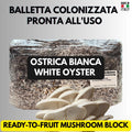 Grow Bag 2KG Fungo Ostrica Bianco Inoculata | Micelio Vivo Visibile | Substrato Bio Sterile
