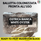 Grow Bag 2KG Fungo Ostrica Bianco Inoculata | Micelio Vivo Visibile | Substrato Bio Sterile