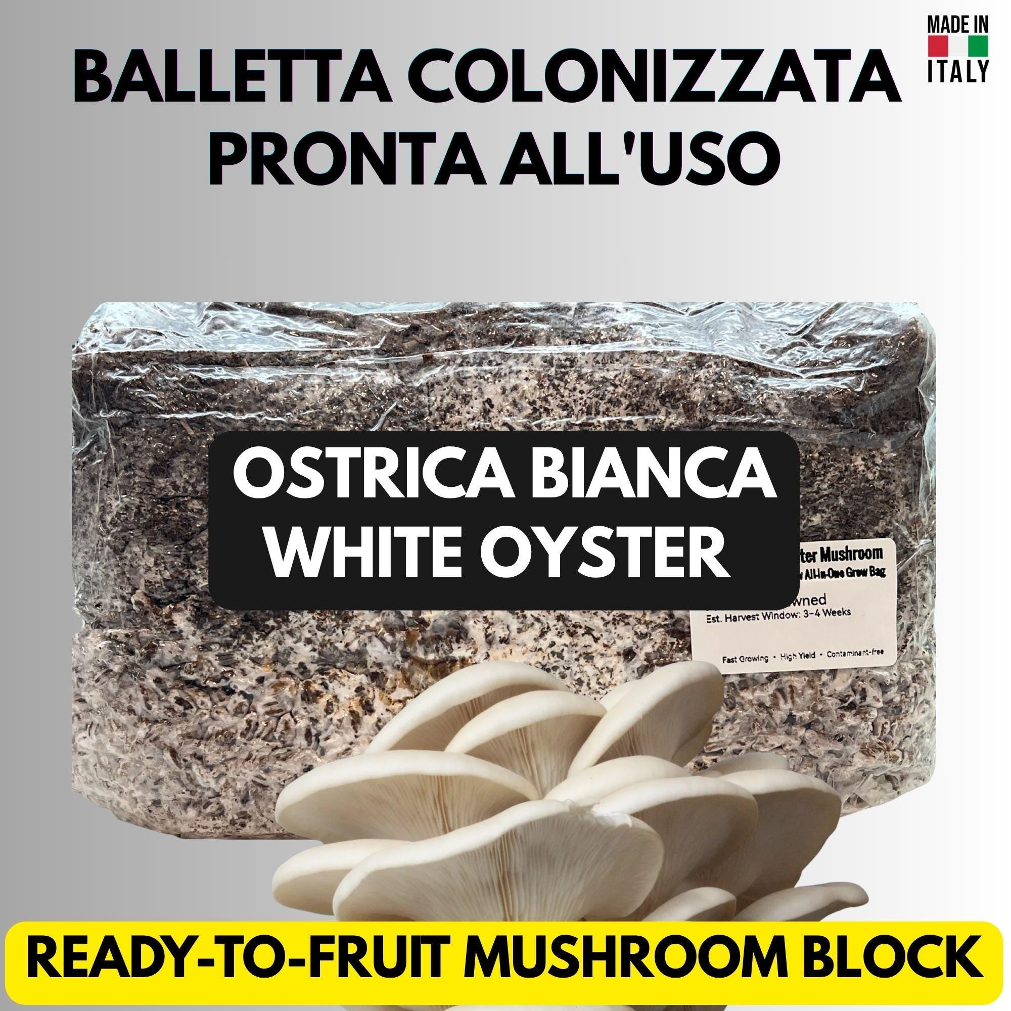 Grow Bag 2KG Fungo Ostrica Bianco Inoculata | Micelio Vivo Visibile | Substrato Bio Sterile