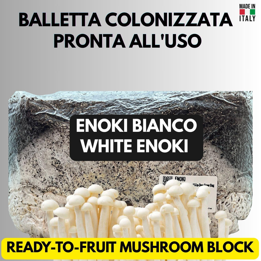 Enoki 2KG+ Active Mycelium Visible | Pre-Colonized Organic Bag | Ready to Fruit | Sterile Substrate
