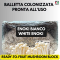 Enoki 2KG+ Active Mycelium Visible | Pre-Colonized Organic Bag | Ready to Fruit | Sterile Substrate