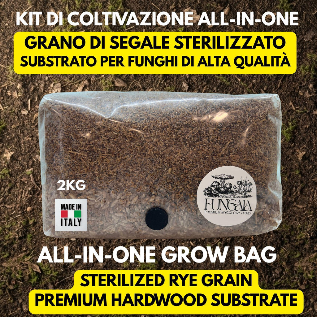 All In One Bag Segale + Faggio | Injection Port Sterilizzato