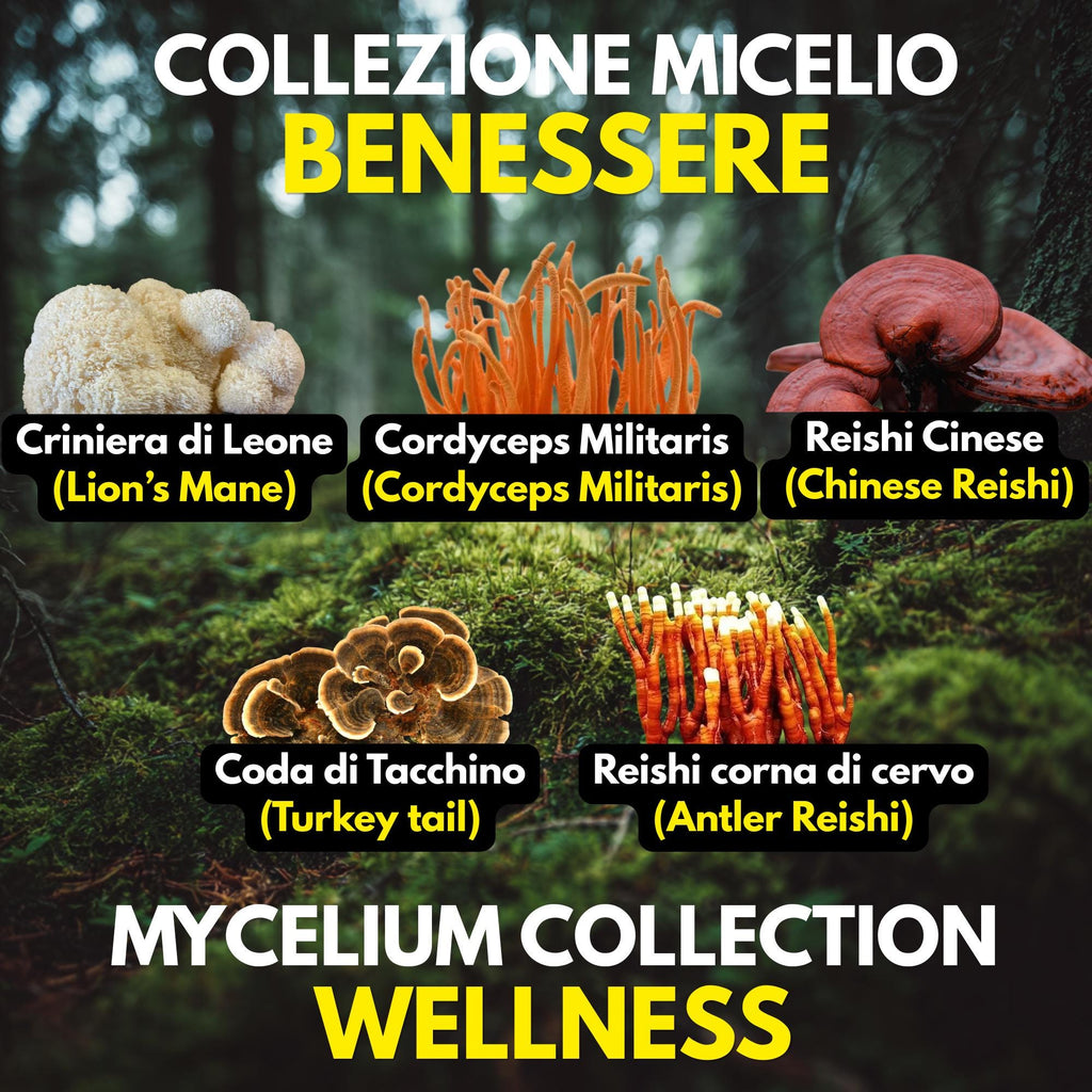 Kit Coltura Funghi Wellness Tradizionali. Wellness Pack 5 Colture Liquide. Lion's Mane | Reishi | Cordyceps | Turkey Tail