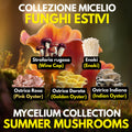Coltura Liquida Funghi Estivi – Summer Pack 5 LC | Pink Oyster Golden Oyster Wine Cap Enoki | Kit Coltivazione Funghi Stagionali