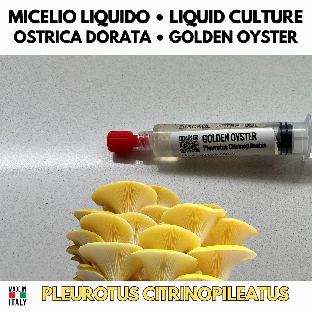 Coltura Liquida Funghi Estivi – Summer Pack 5 LC | Pink Oyster Golden Oyster Wine Cap Enoki | Kit Coltivazione Funghi Stagionali