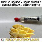 Coltura Liquida Funghi Estivi – Summer Pack 5 LC | Pink Oyster Golden Oyster Wine Cap Enoki | Kit Coltivazione Funghi Stagionali