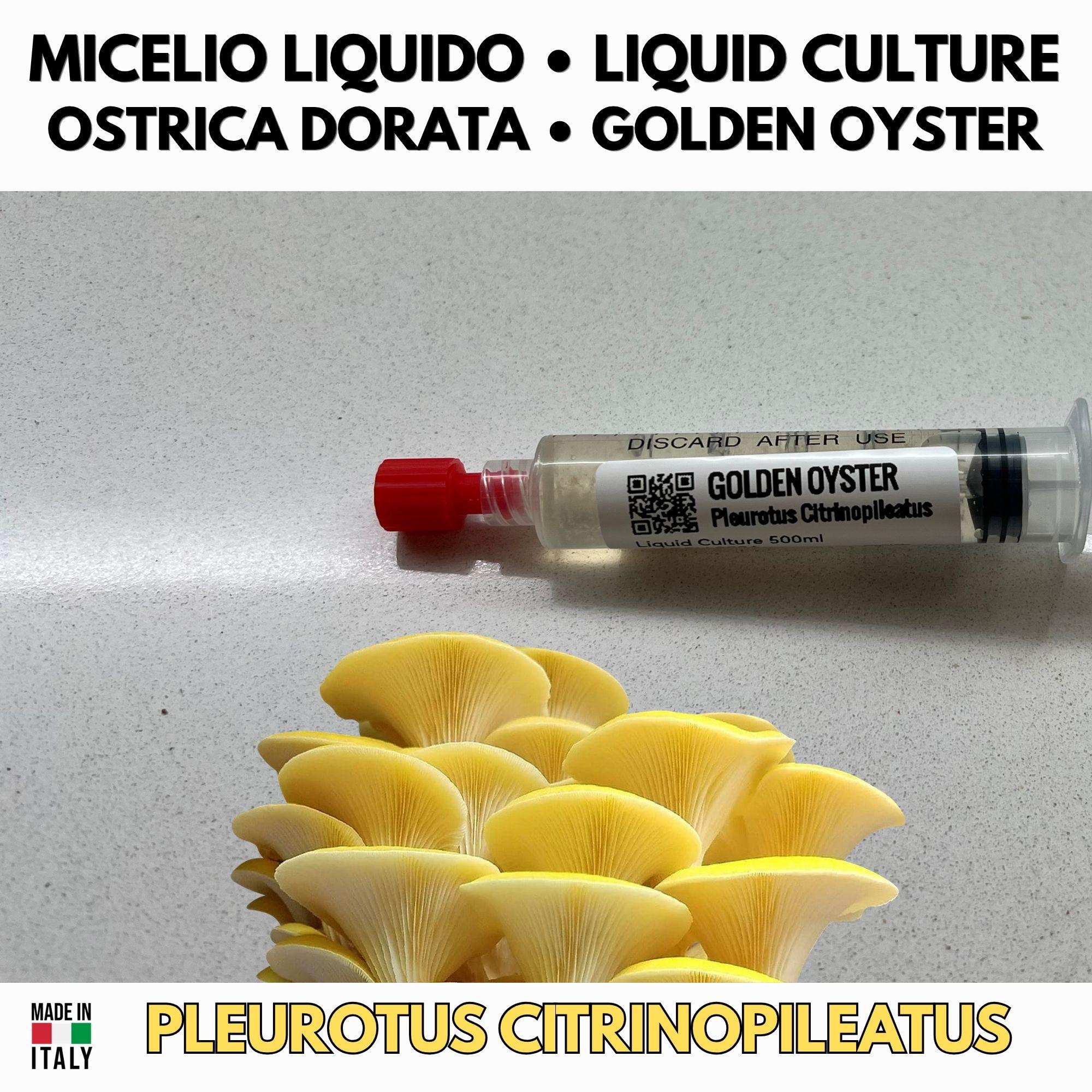 Coltura Liquida Funghi Estivi – Summer Pack 5 LC | Pink Oyster Golden Oyster Wine Cap Enoki | Kit Coltivazione Funghi Stagionali