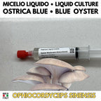 Regno Ostrica – 6 Colture Liquide | Blue Pink Golden Phoenix White Black Oyster | Bundle Pleurotus Coltivazione Funghi