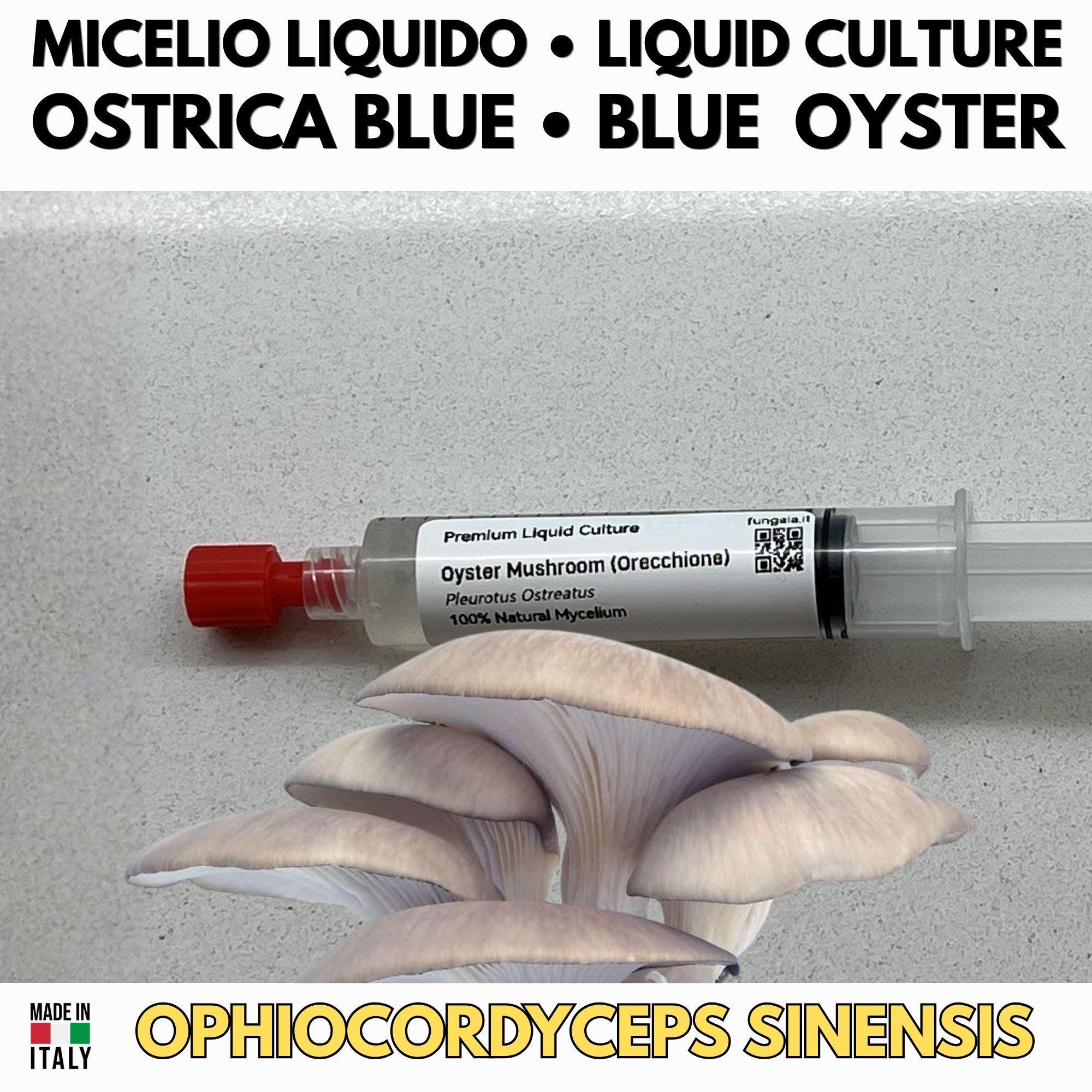 Regno Ostrica – 6 Colture Liquide | Blue Pink Golden Phoenix White Black Oyster | Bundle Pleurotus Coltivazione Funghi