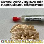 Regno Ostrica – 6 Colture Liquide | Blue Pink Golden Phoenix White Black Oyster | Bundle Pleurotus Coltivazione Funghi