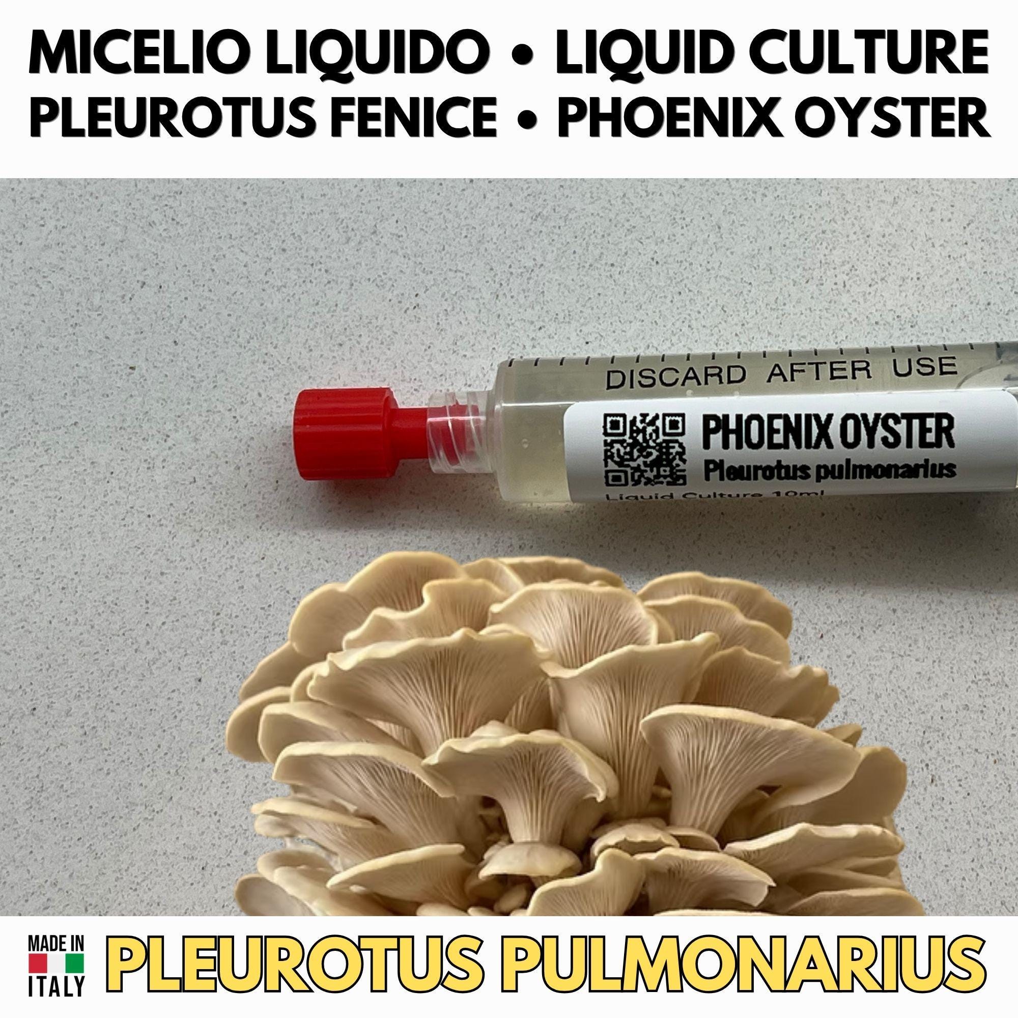 Regno Ostrica – 6 Colture Liquide | Blue Pink Golden Phoenix White Black Oyster | Bundle Pleurotus Coltivazione Funghi