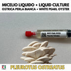 Regno Ostrica – 6 Colture Liquide | Blue Pink Golden Phoenix White Black Oyster | Bundle Pleurotus Coltivazione Funghi