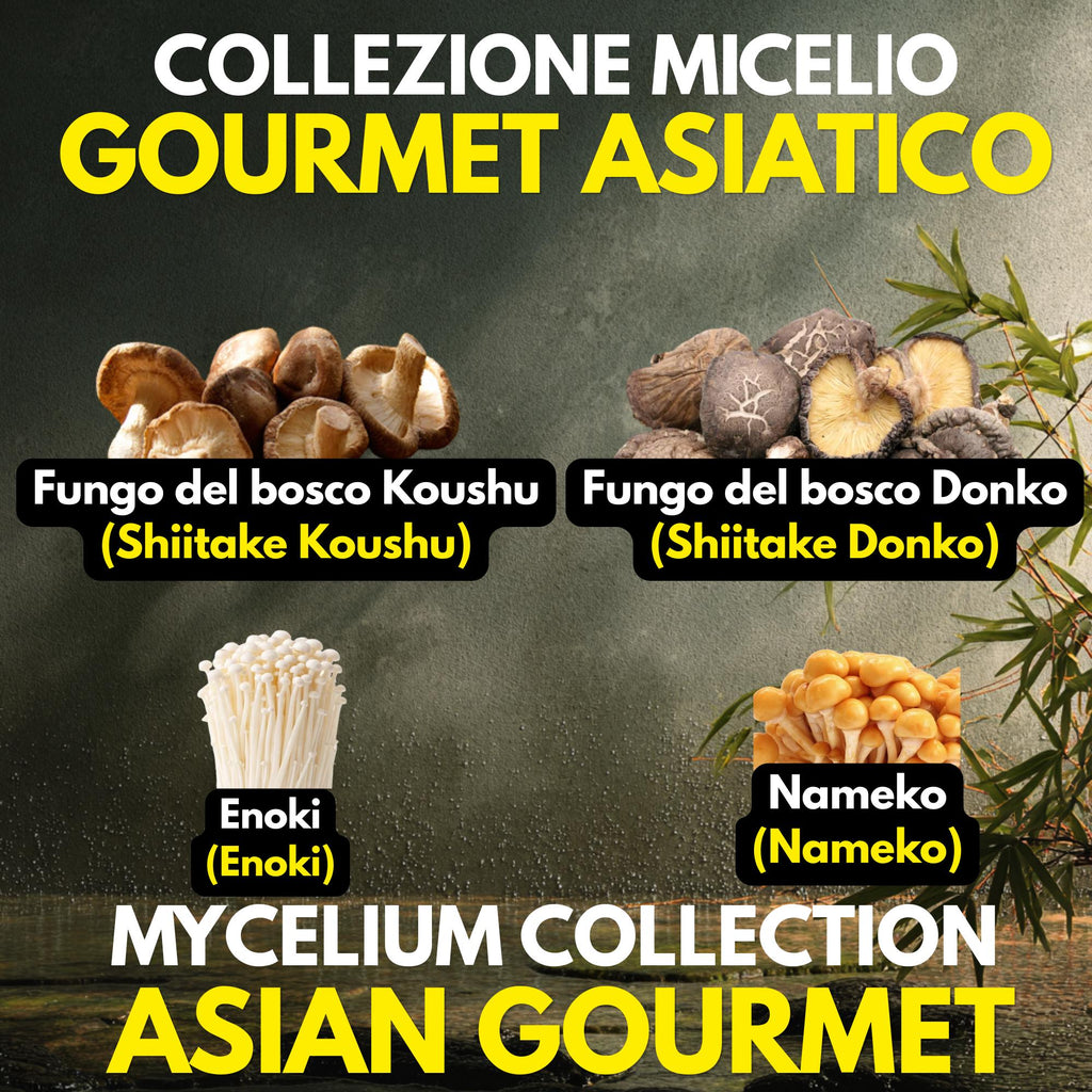 Asian Gourmet Collection – 4 Colture Liquide | Shiitake Donko Koushu Nameko Enoki | Bundle Funghi Giapponesi
