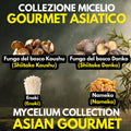 Asian Gourmet Collection – 4 Colture Liquide | Shiitake Donko Koushu Nameko Enoki | Bundle Funghi Giapponesi