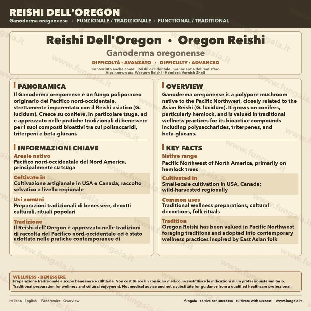 Coltura Liquida Ganoderma oregonense Reishi Oregon Premium