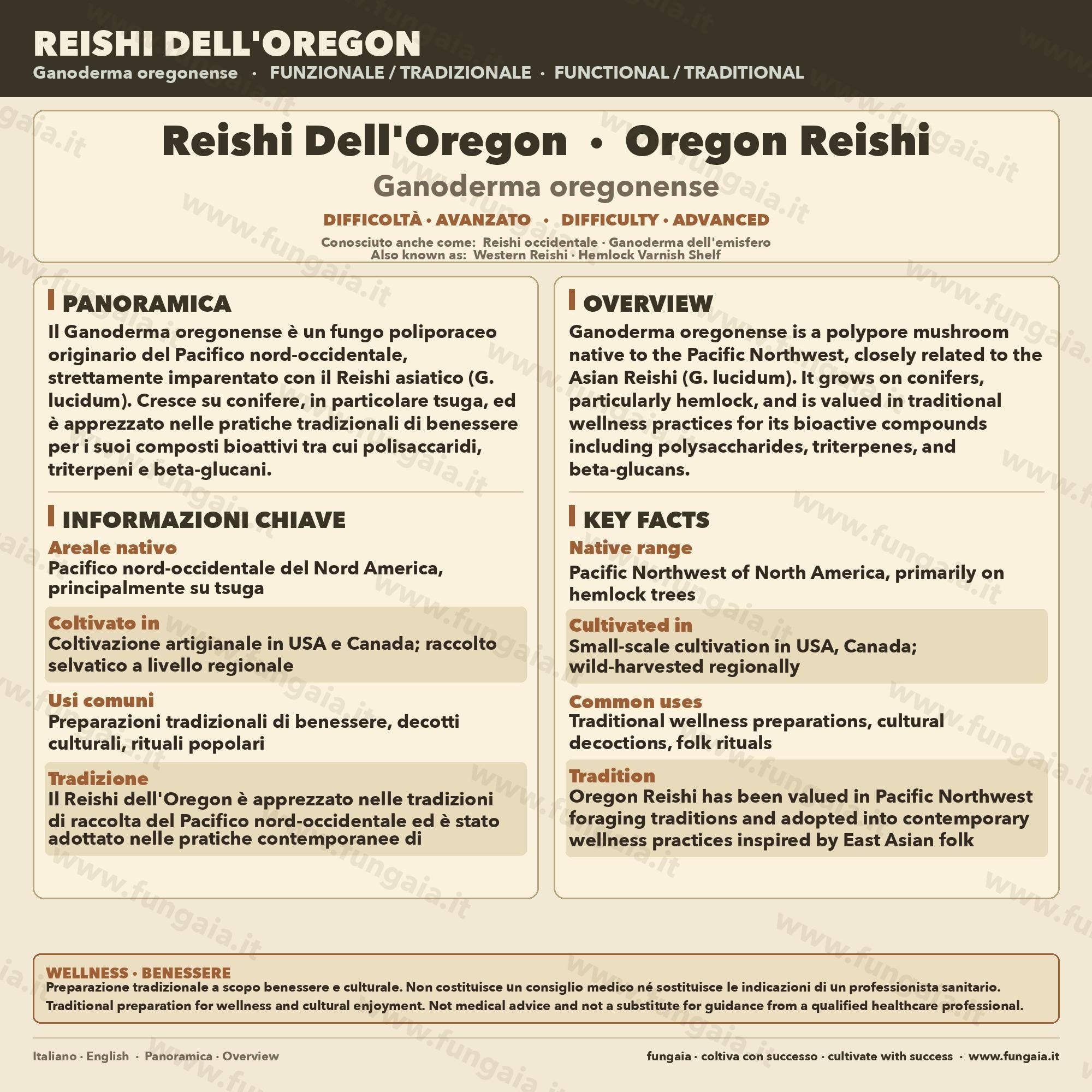 Coltura Liquida Ganoderma oregonense Reishi Oregon Premium