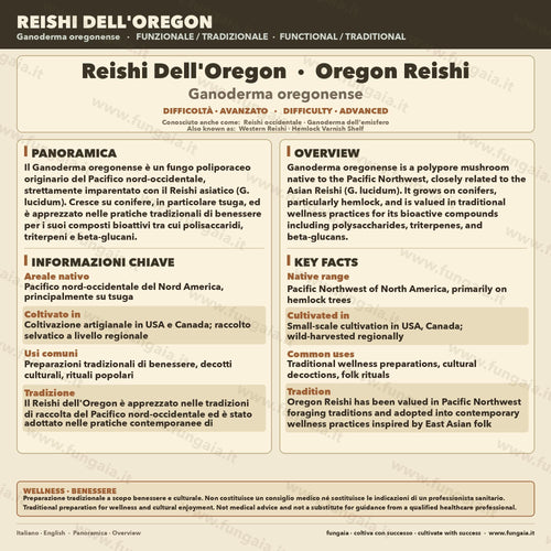 Coltura Liquida Ganoderma oregonense Reishi Oregon Premium
