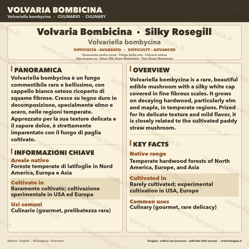 Volvariella bombycina Coltura Liquida | Fungo Gourmet Raro