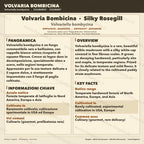 Volvariella bombycina Coltura Liquida | Fungo Gourmet Raro